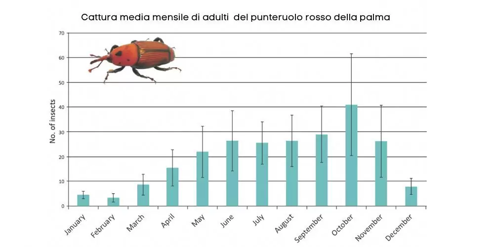 trappola Rhyncho Trap catture punteruolo rosso